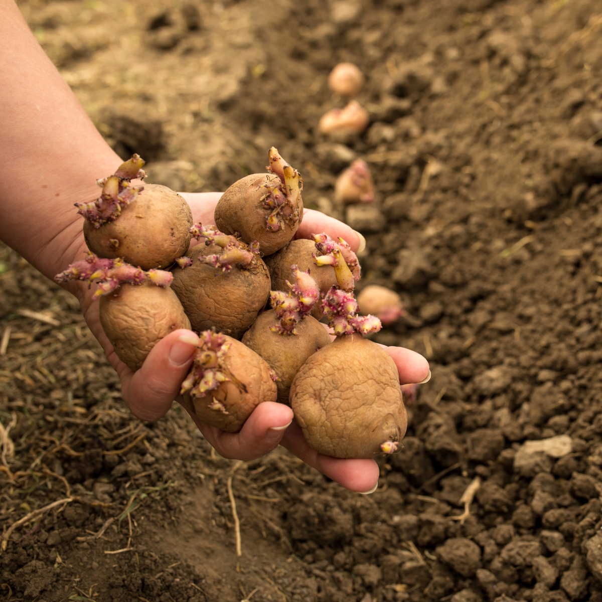 Preparing Seed Potatoes